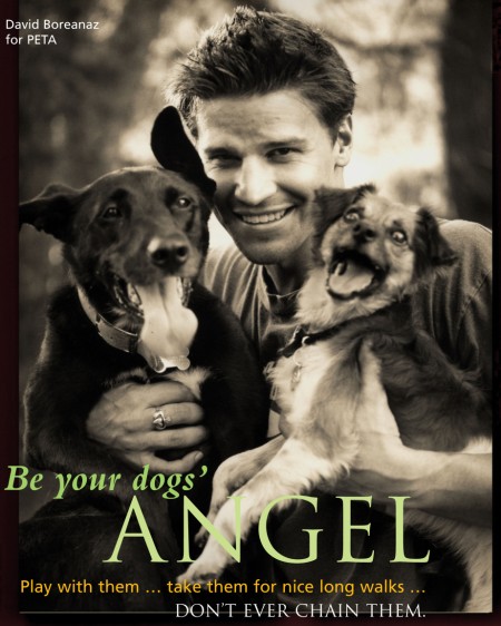 David Boreanaz