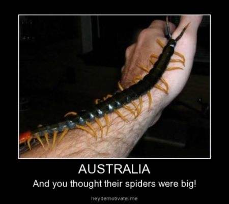 Australia-and-you-thought-their-spiders-were-big-resizecrop--
