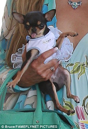 3ee9799b00000578-4377684-doggy_style_the_chihuahua_looked_adorable_in_a_blue_outfit_that_-a-10_1491287742948